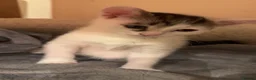 Mixed Breed cats for sale: 🐾 White Kitten for Sale – Blanco 🐾 - Advert 12