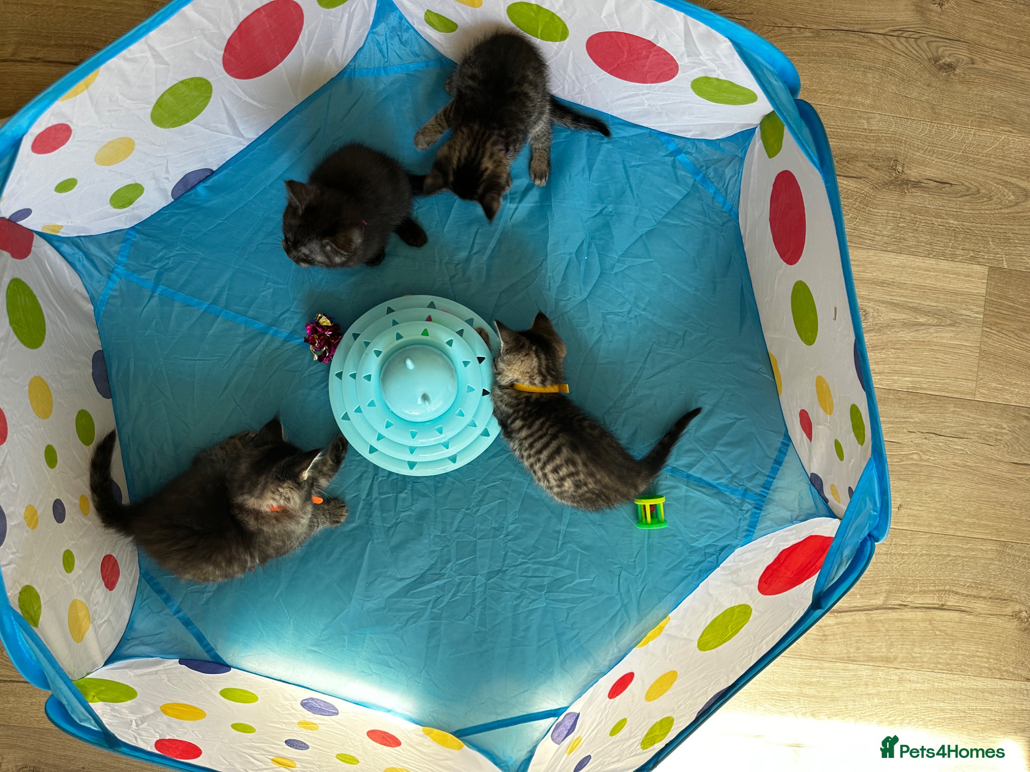 Mixed Breed cats for sale: Maine Coon x British Short Hair Kittens in Cambridge - Advert 20