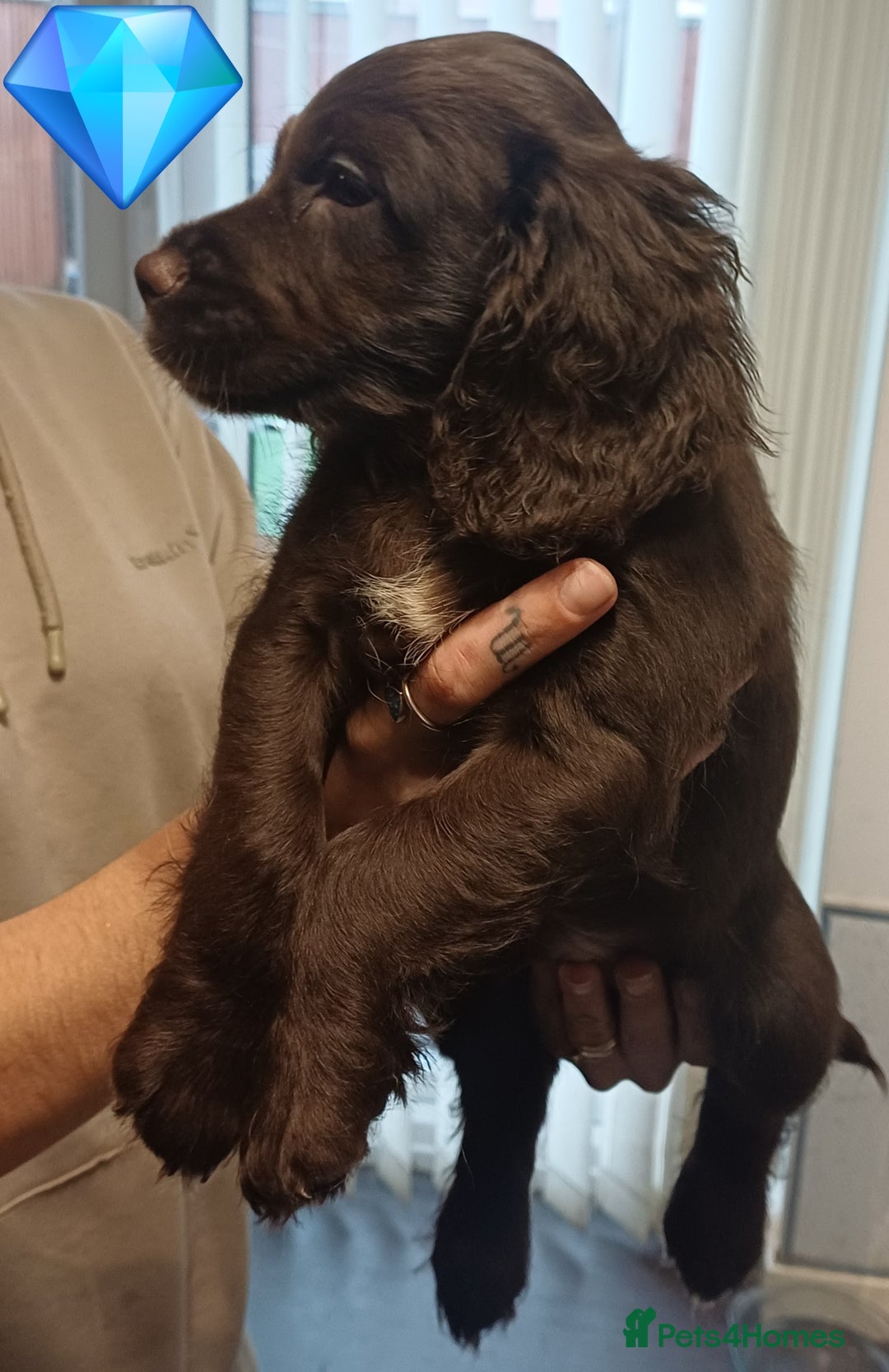 Sprocker dogs for sale: Beautifull Sprocker spaniel puppies, ready now! - Advert 10