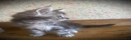 Maine Coon cats for sale: Full Maine Coon Russian Maine coon Kittens Males  - Advert 11