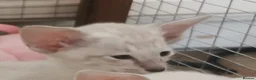 Siamese cats for sale: Siamese Kittens for sale - Advert 10