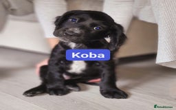 Cocker Spaniel dogs for sale: W/CS puppies - Image 2