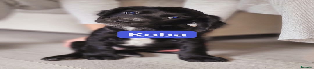 Cocker Spaniel Puppy 2