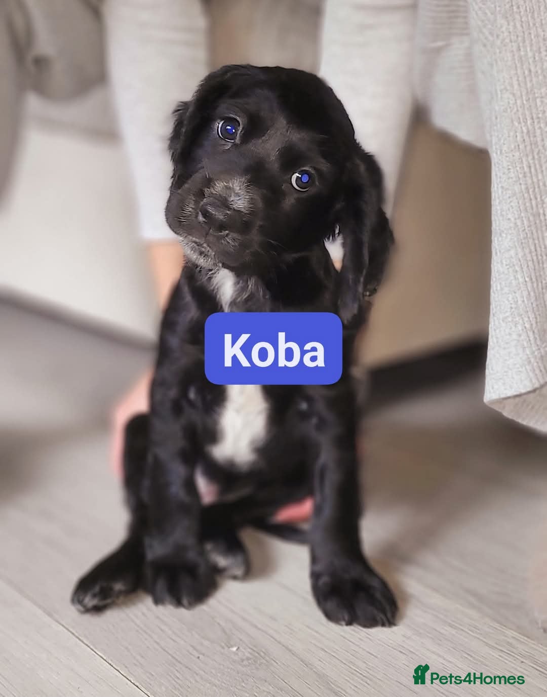 Cocker Spaniel dogs for sale: W/CS puppies - Image 2