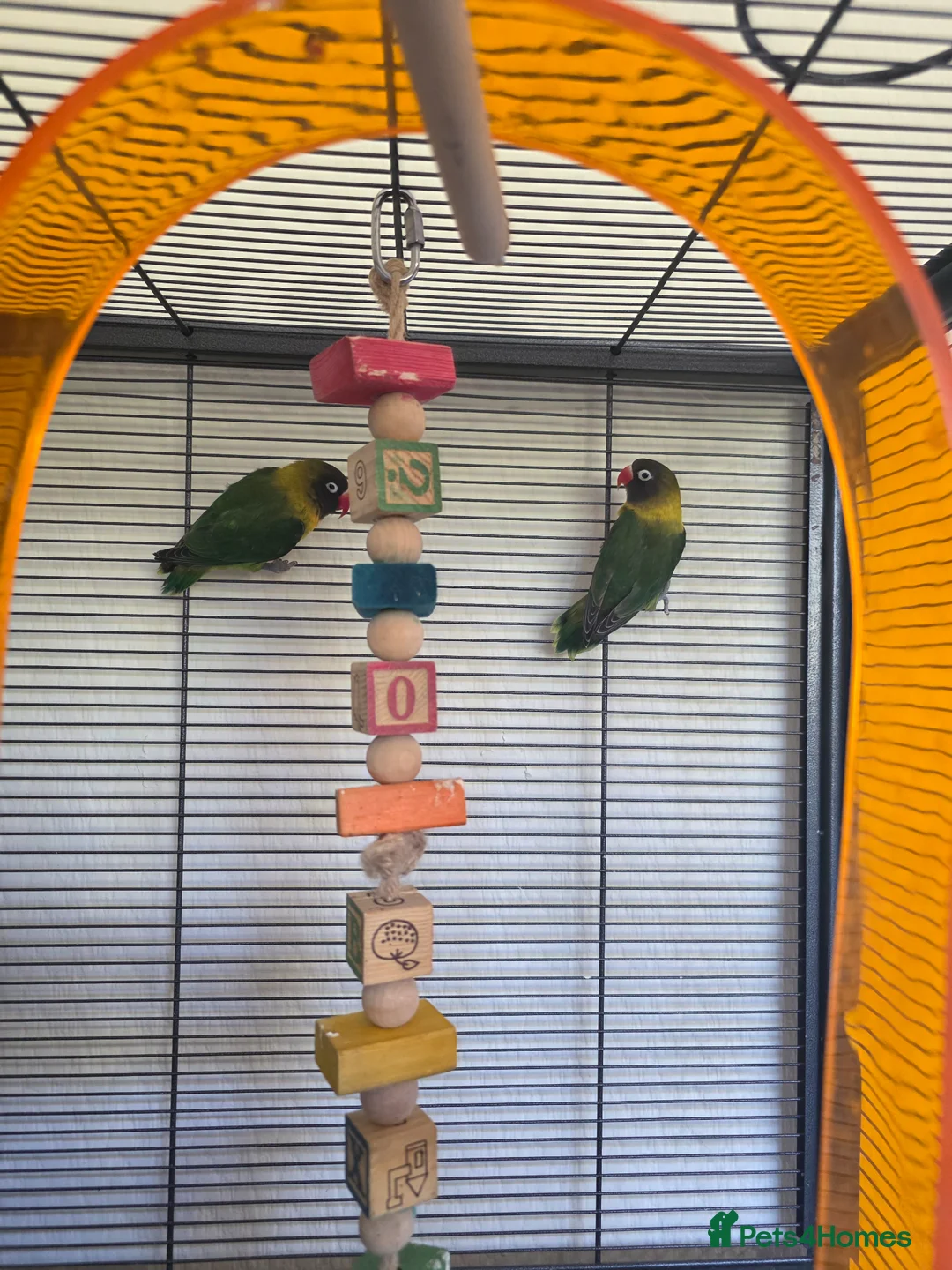 Lovebirds birds for sale:  lovebird and cage - Advert 1