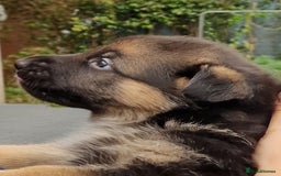 German Shepherd dogs for sale: KC reg German Shepherd Puppies - Family dogs - Image 25