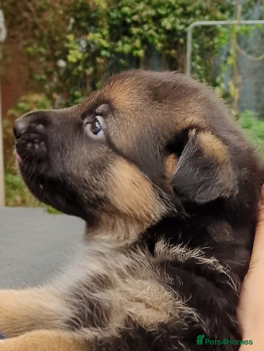 German Shepherd dogs for sale: KC reg German Shepherd Puppies - Family dogs - Image 25