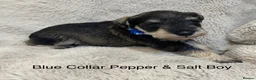 Miniature Schnauzer dogs for sale: Beautiful KC Reg Miniature Schnauzers - Advert 16