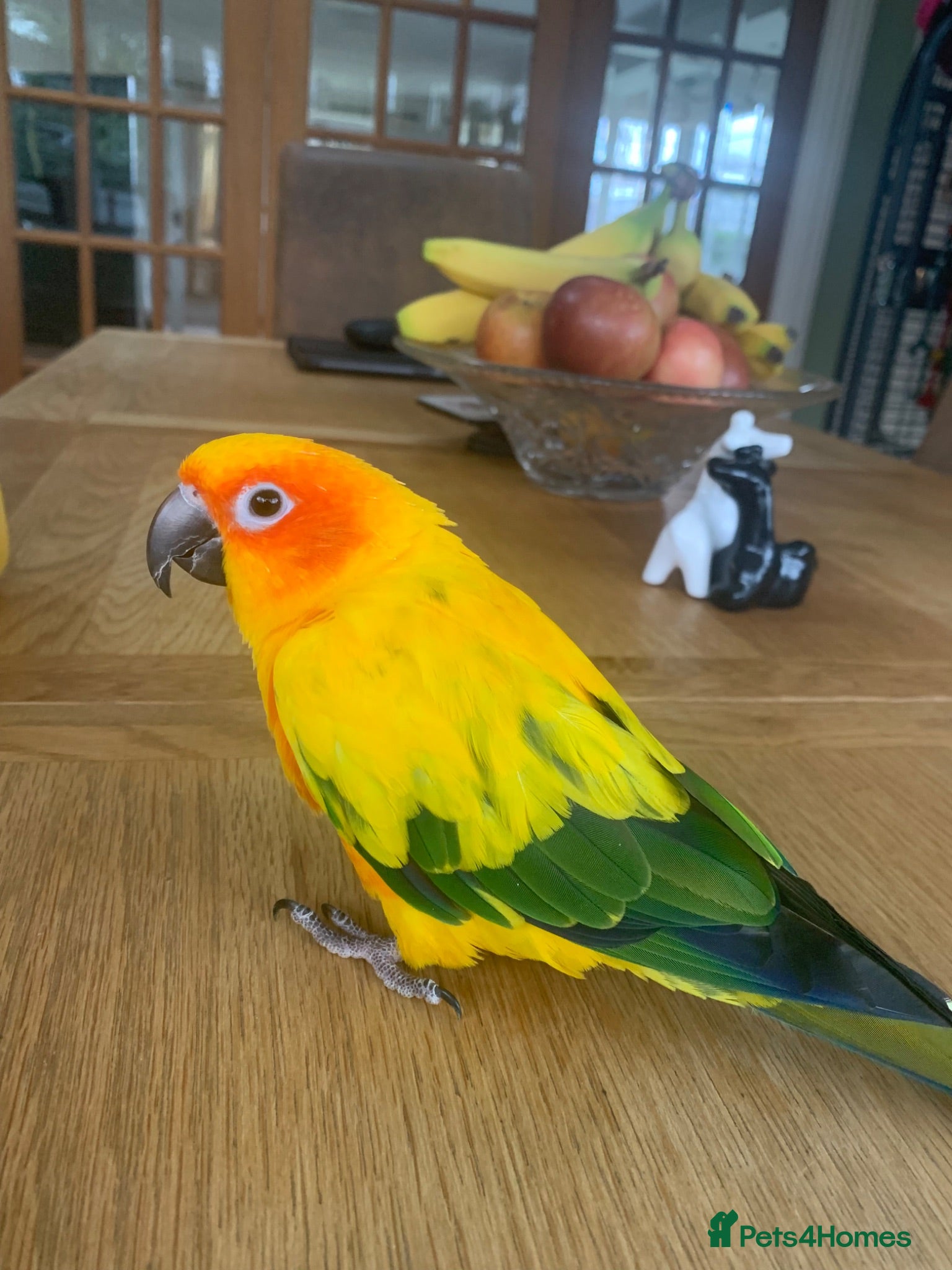 Conures birds Female Conure for sale  - Advert 2