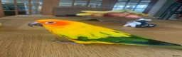 Conures birds for sale: Female Conure for sale  - Advert 1