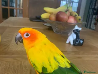 Conures birds Female Conure for sale - Advert 1