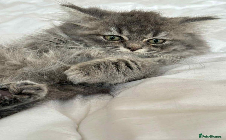 British Longhair cats British long hair kittens - Advert 9