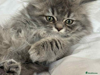 British Longhair cats British long hair kittens - Advert 1