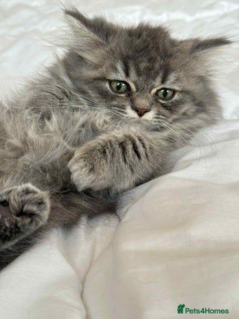 British Longhair cats British long hair kittens - Advert 9