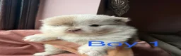 Pomeranian dogs for sale: Lilac Merle Babies - Petite, Quality, Teddy Pups - Advert 19