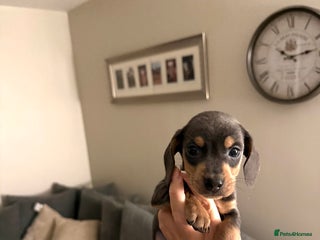 Dachshund dogs - Advert 1