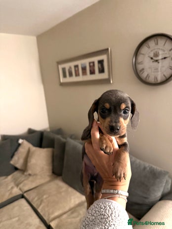 Dachshund dogs - Advert 1