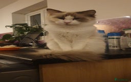 Ragdoll cats for sale: 2 ragdoll cats for rehoming - Image 6