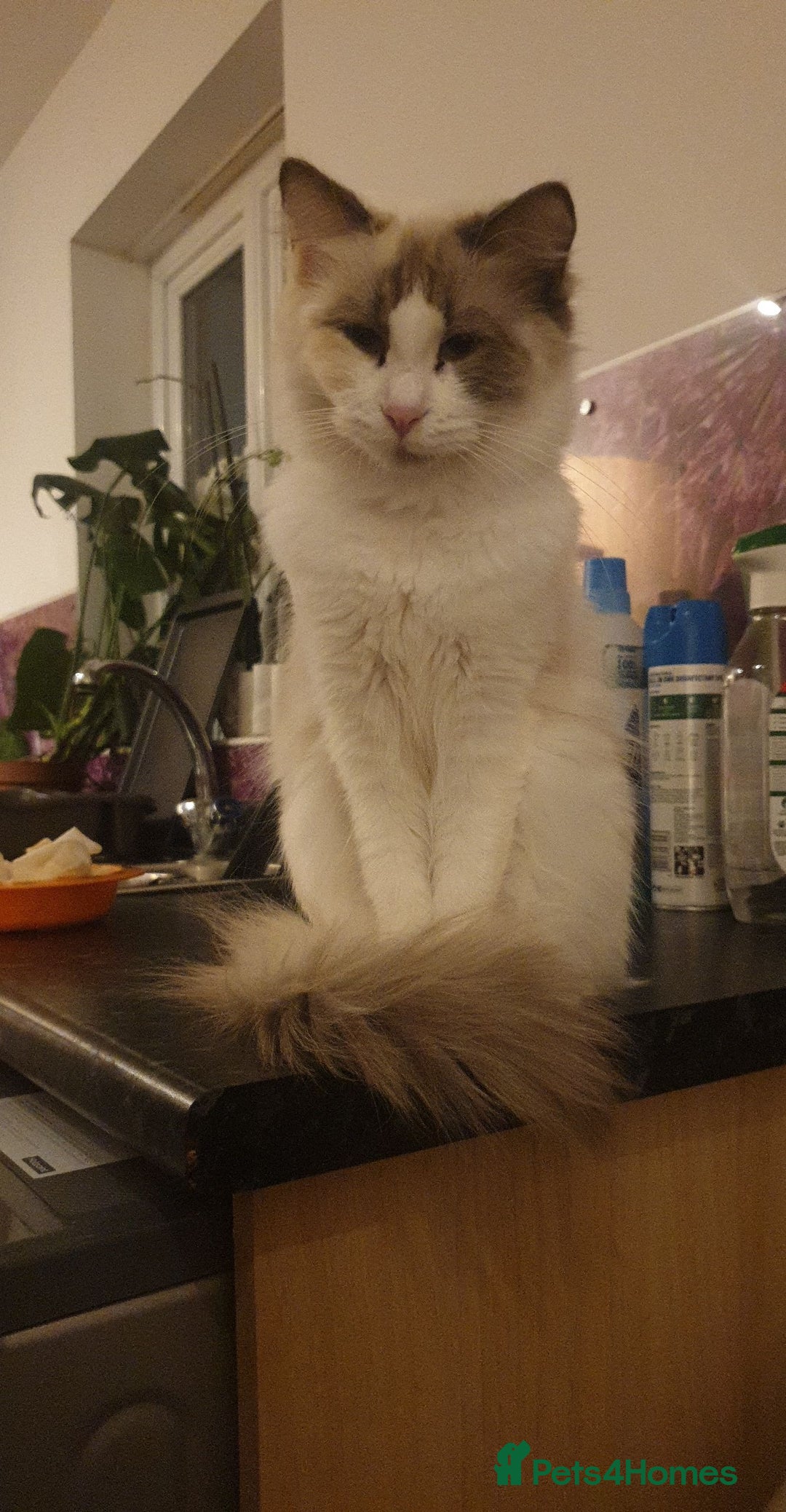 Ragdoll cats for sale: 2 ragdoll cats for rehoming - Image 6