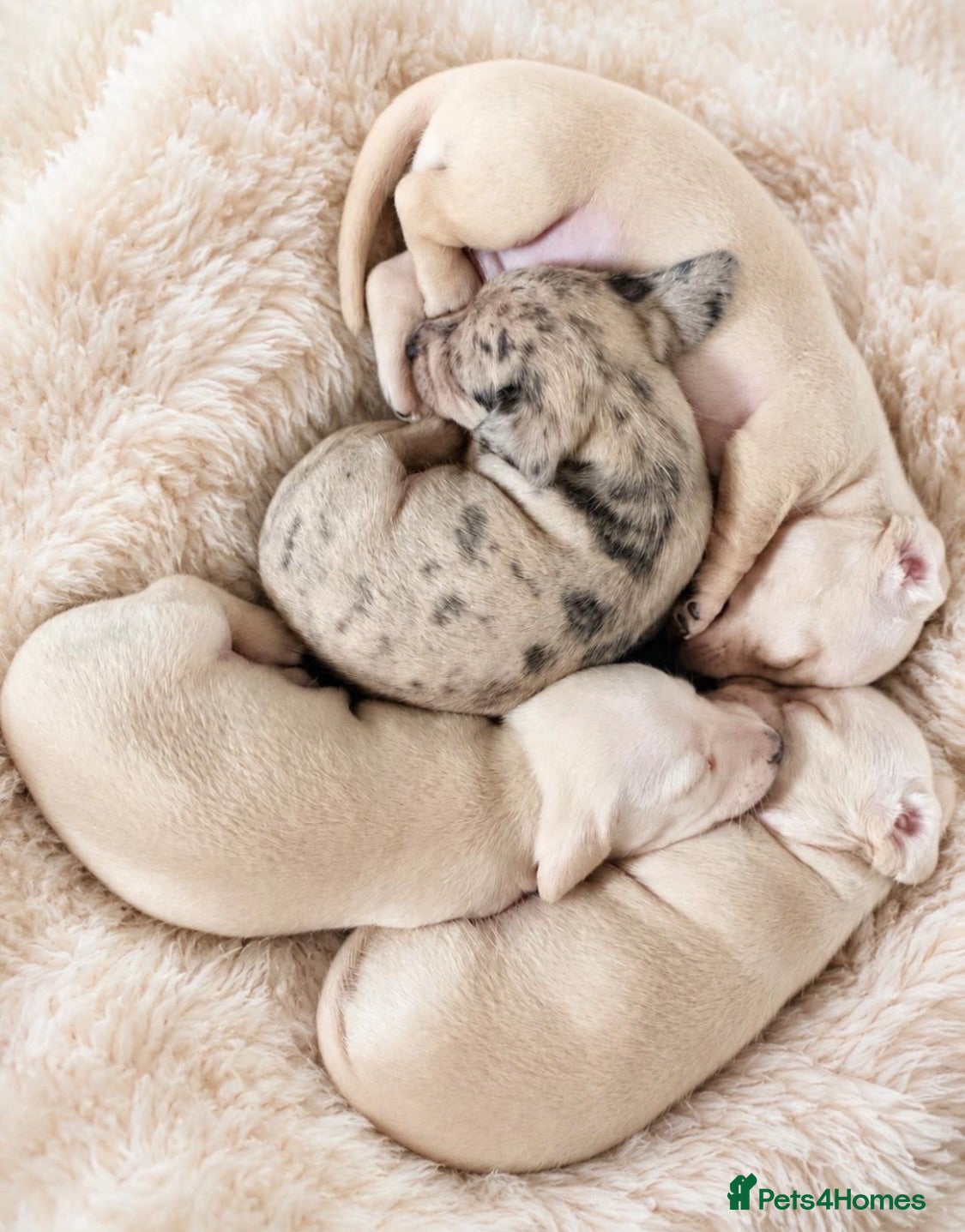 Miniature Dachshund dogs KC Cream Brindle Smooth Miniature Dachshunds - Advert 2