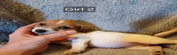 Mixed Breed dogs for sale: Norpats ready for our new homes in Telford - Advert 10