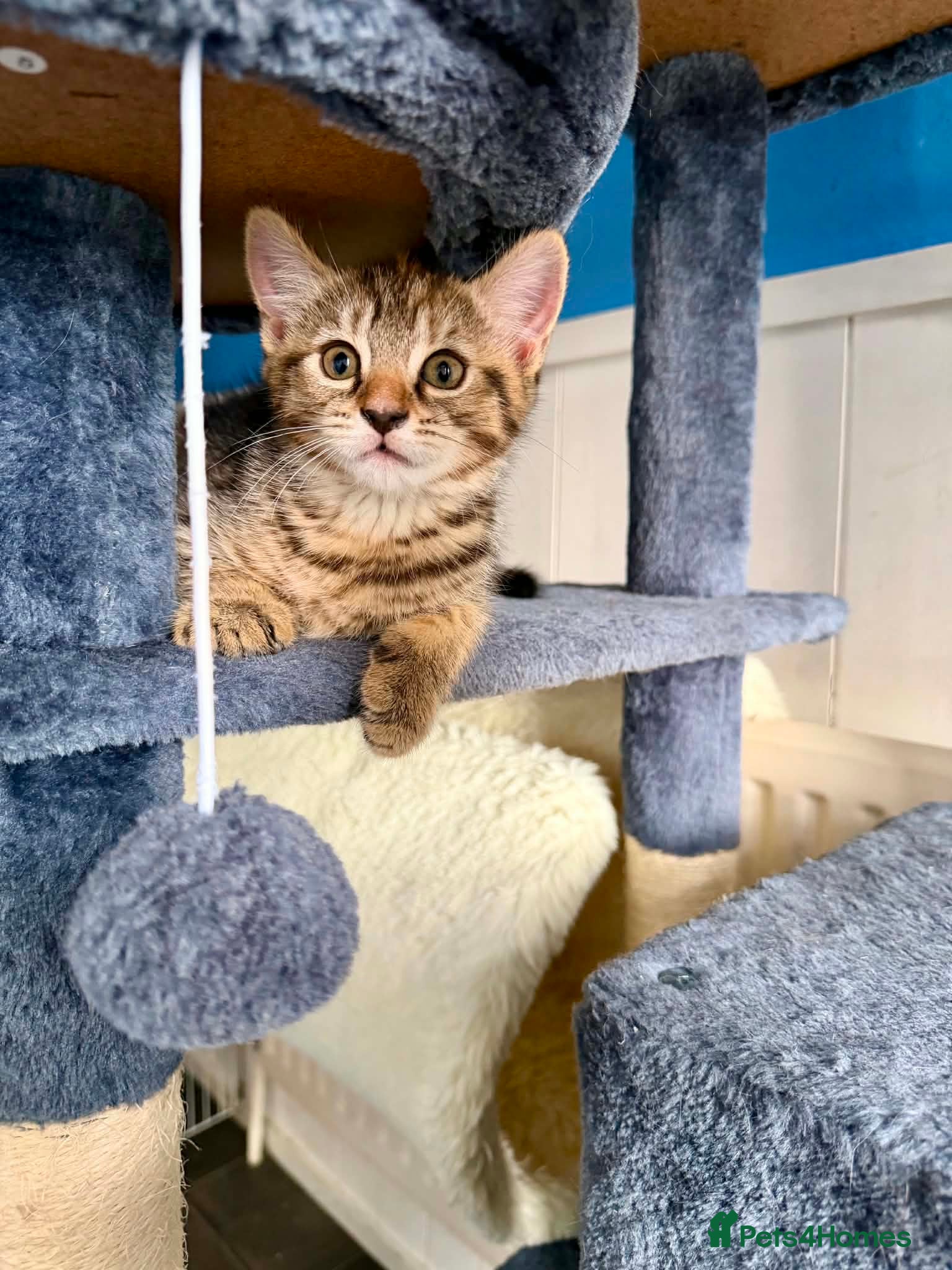 Bengal cats Beautiful kittens 🐈‍⬛  - Advert 15