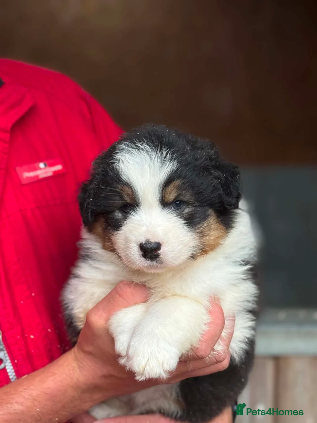 Australian Shepherd dogs for sale: Australian shepherd Black Tri Puppy Female - Advert 2