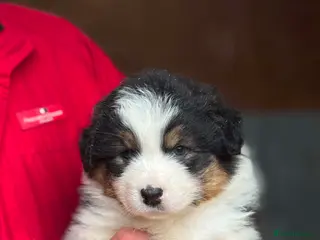 Australian Shepherd dogs Australian shepherd Black Tri Puppy Female - Advert 2