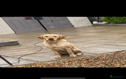 Mixed Breed dogs for sale: Here we have our last 3 pups of our litter  - Image 10