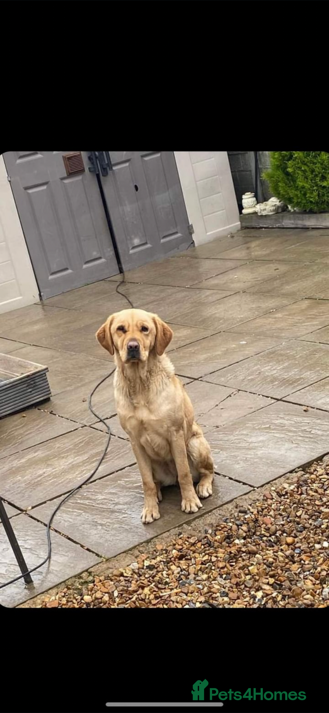 Mixed Breed dogs for sale: Here we have our last 3 pups of our litter  - Image 10