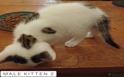 Domestic Shorthair cats for sale: 1 YO Male Free & 2x Male Kittens Available. - Image 13