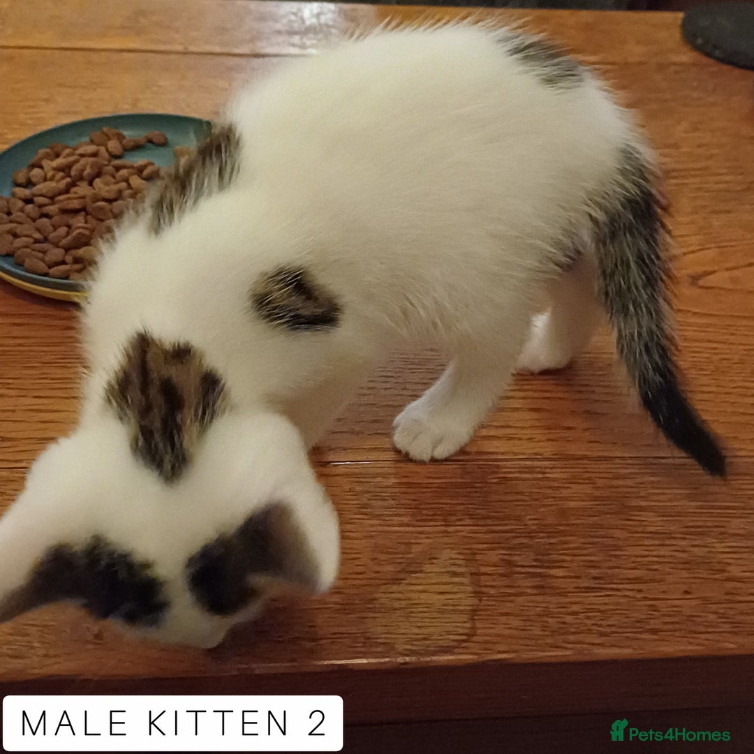 Domestic Shorthair cats for sale: 1 YO Male Free & 2x Male Kittens Available. - Image 13