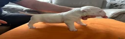 English Bull Terrier dogs for sale: beautiful KC registered bull terrier pups - Advert 13