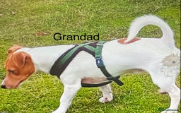 Jack Russell dogs for sale: Jack Russel Pups Short Legged - Image 21
