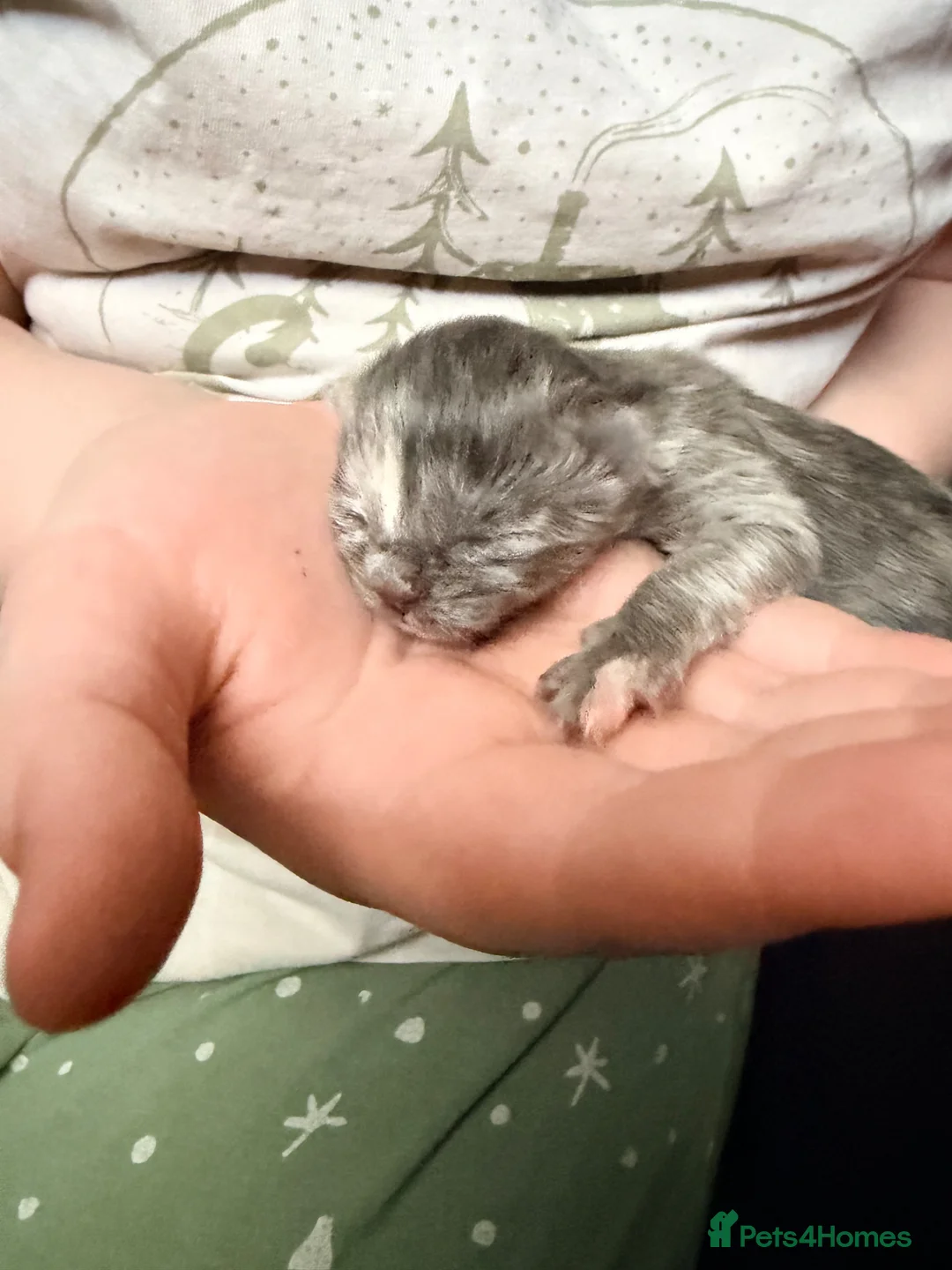 Mixed Breed cats for sale: Half British short haired kittens  in Reading - Advert 2