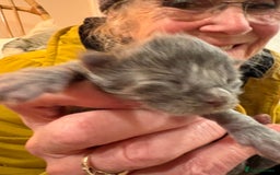 Maine Coon cats for sale: Maine Coon cuties - Advert 11