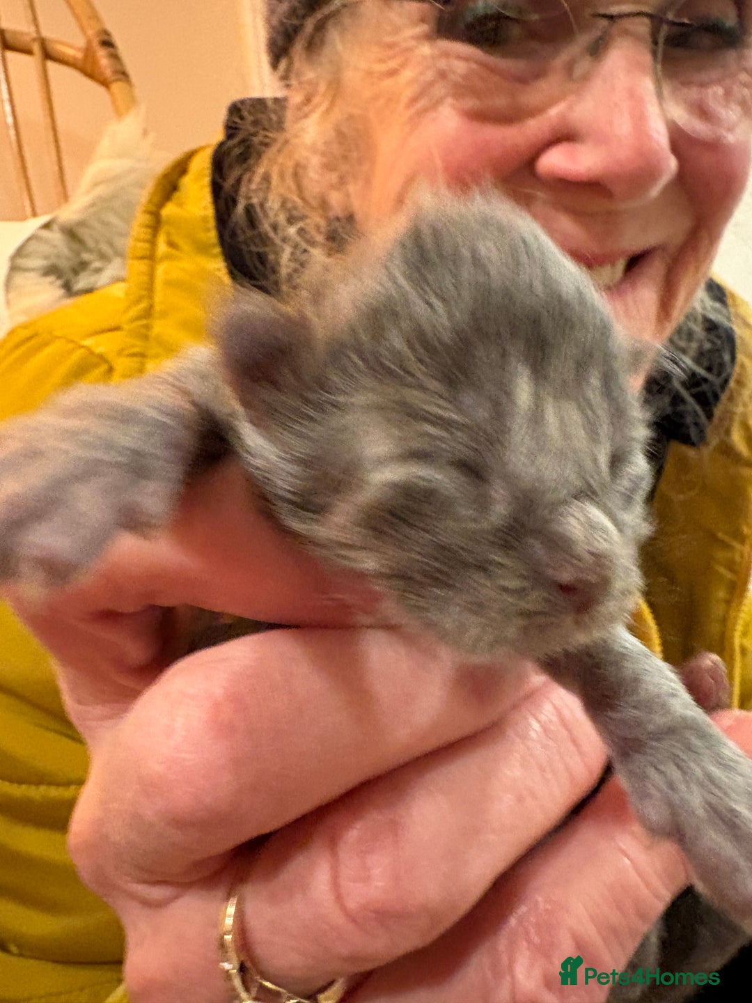 Maine Coon cats for sale: Maine Coon cuties - Advert 11