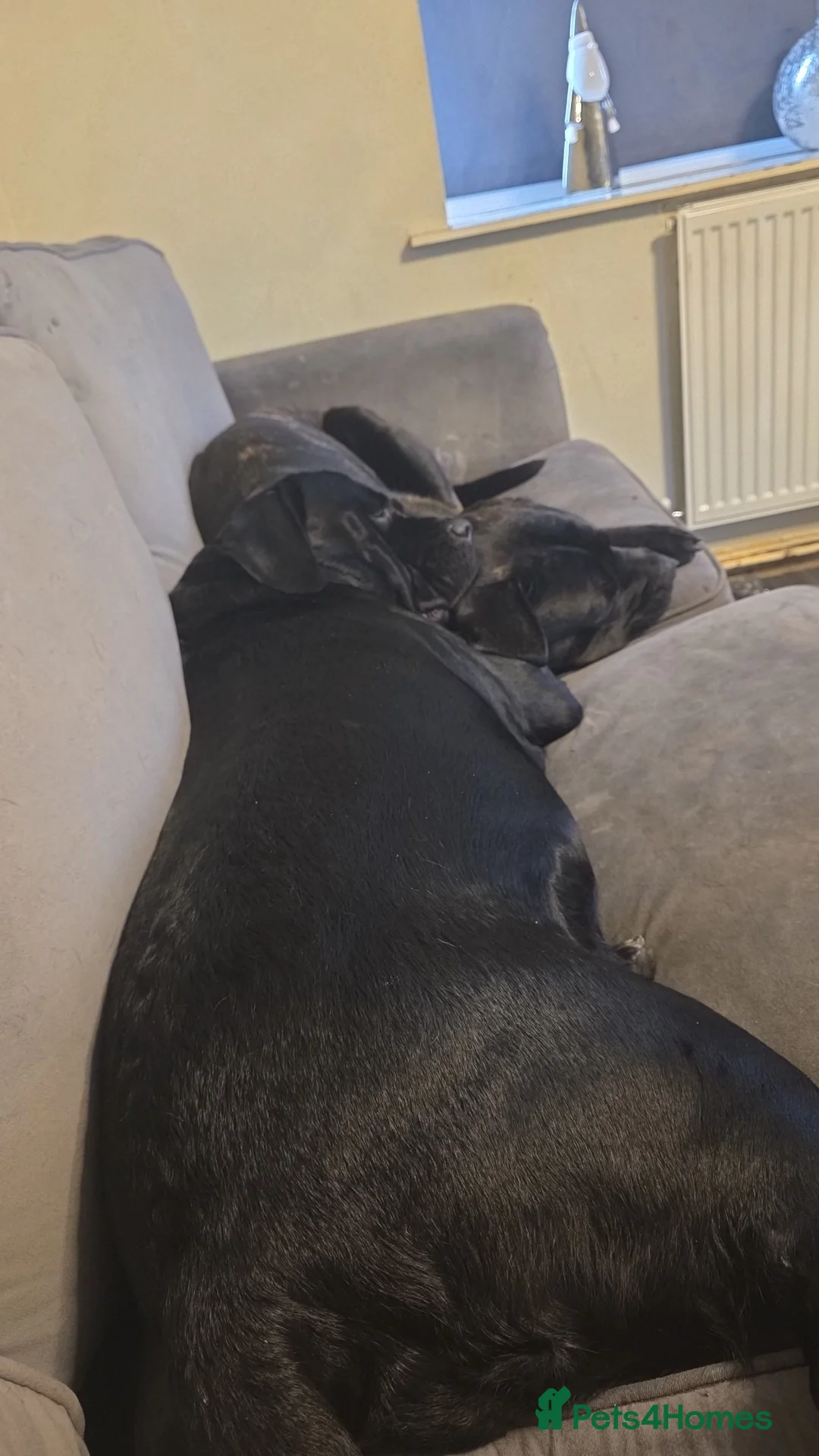 Cane Corso dogs for sale: Cane corso puppies - Advert 16