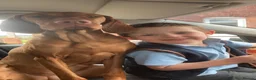 Hungarian Vizsla dogs for sale: 🌟Stunning, strong health tested KC pups 🌟  - Advert 24