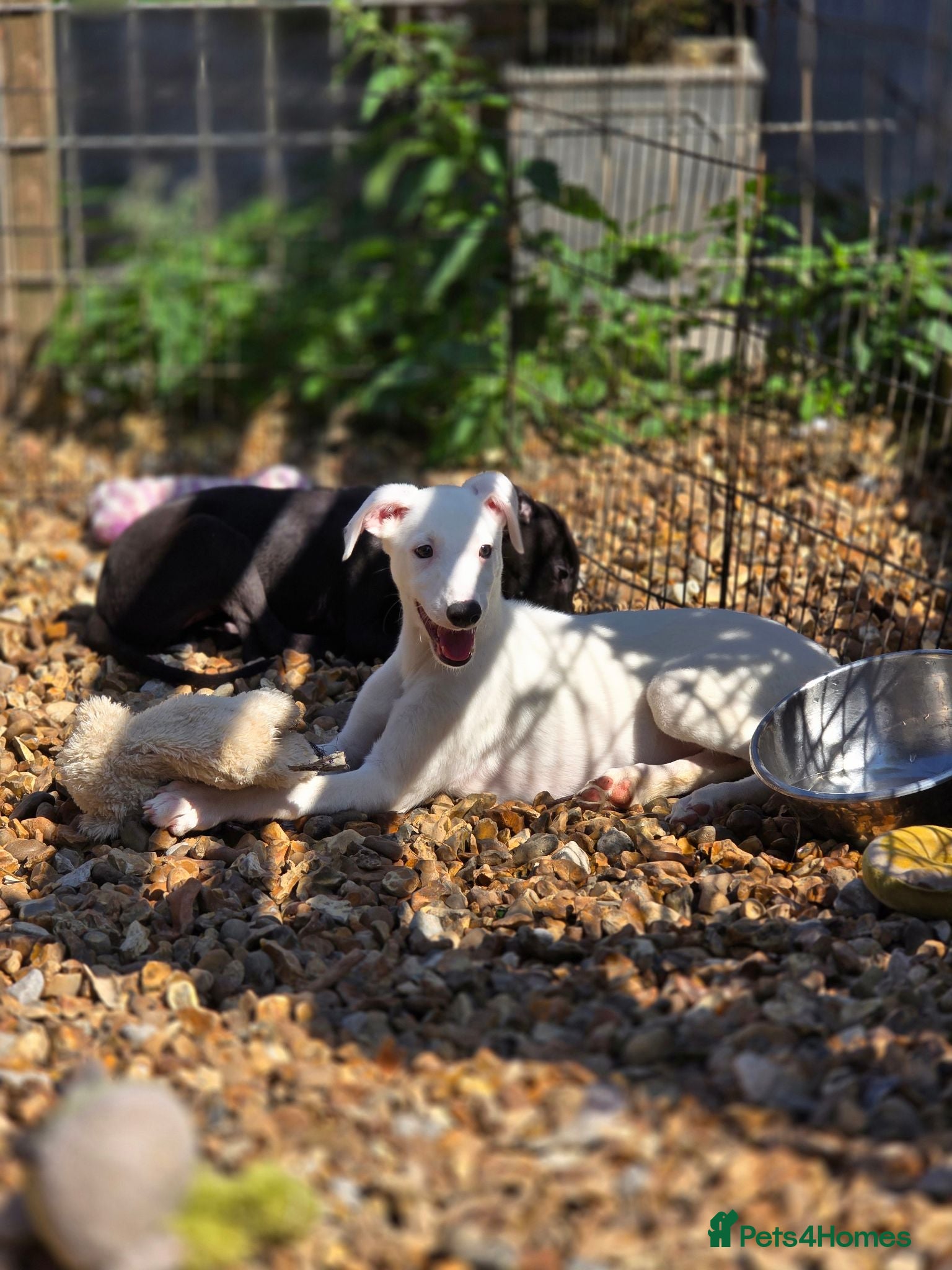 Mixed Breed dogs Whippet cross greyhound 6 available  - Advert 6