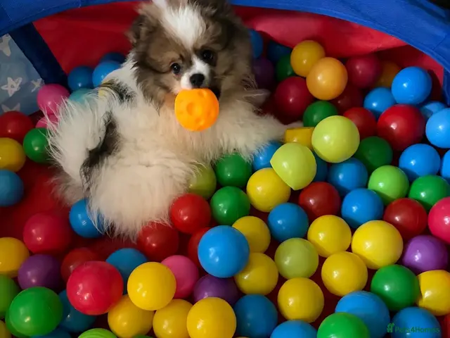 Pomeranian dogs for sale: Perfect Pom Pom - Advert 1