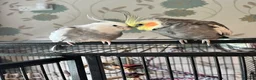 Cockatiels birds for sale: 4 cockatiels for rehoming  in Darwen - Advert 4