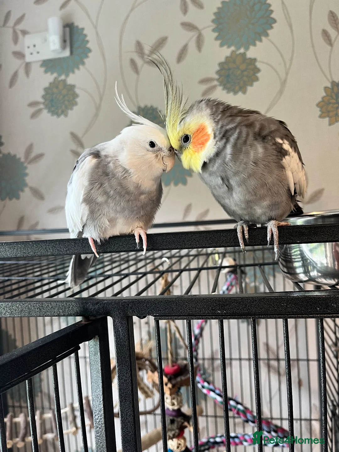 Cockatiels birds for sale: 4 cockatiels for rehoming  in Darwen - Advert 4