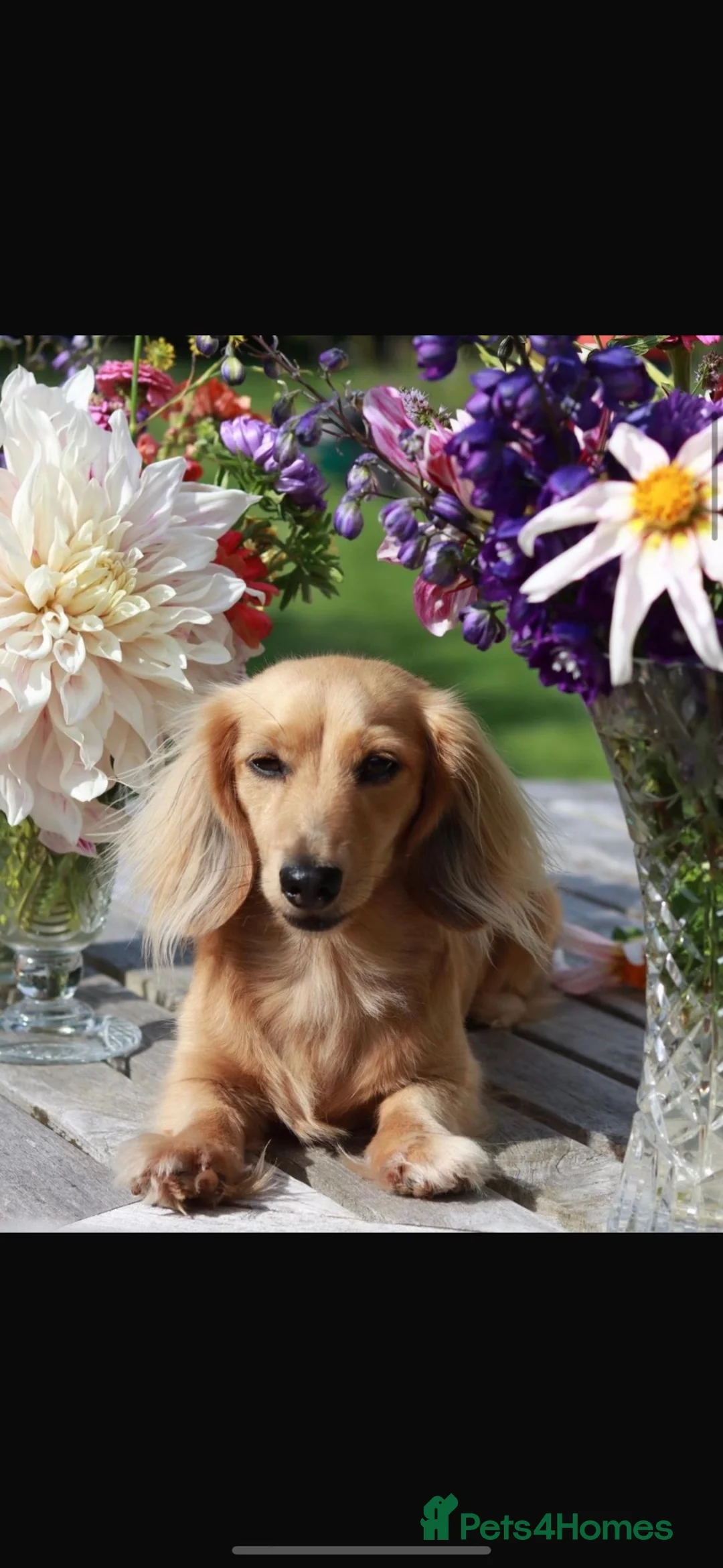 Miniature Dachshund dogs for sale: Kennel club miniature dachshund puppies for sale  - Advert 2