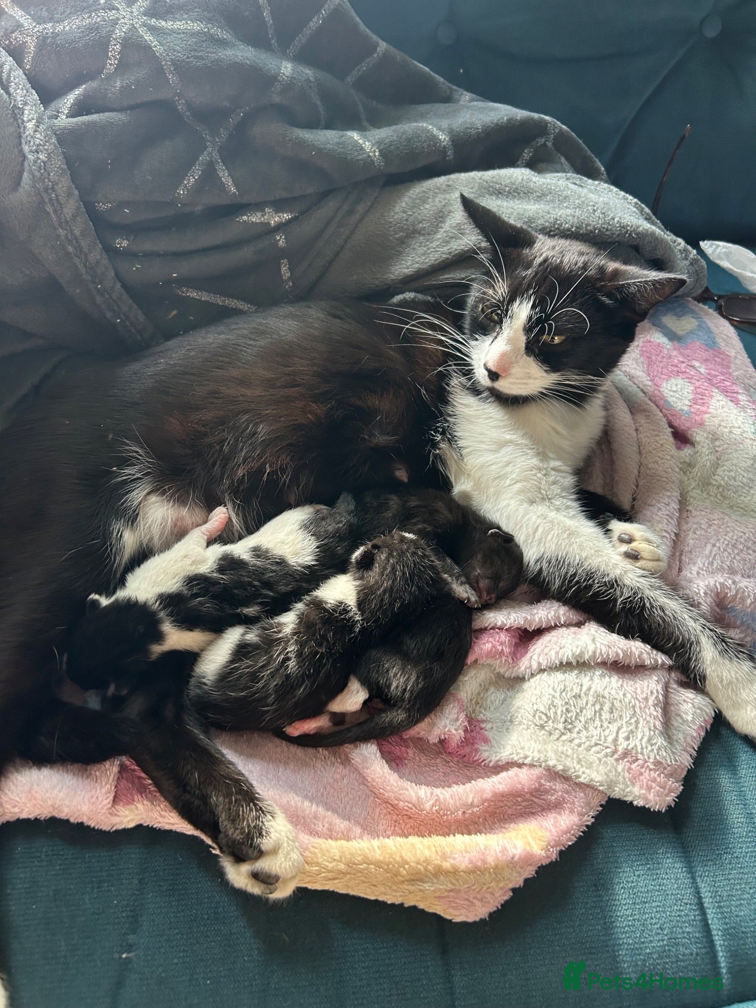 Mixed Breed cats Kittens Black and White - Advert 2