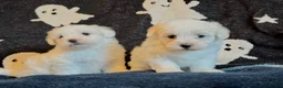 Maltese dogs for sale: Gorgeous Maltese puppies last boy and girl  - Advert 6