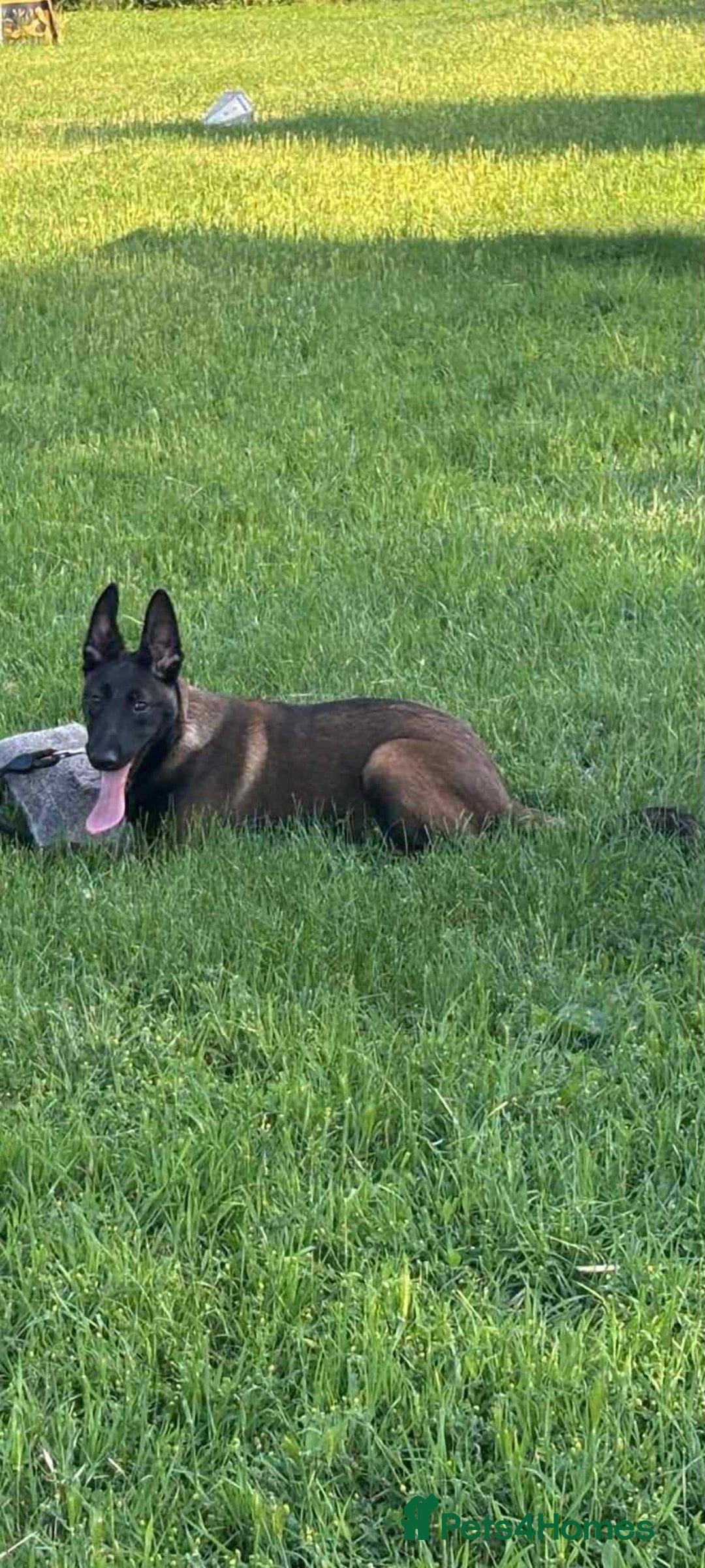 Belgian Shepherd Dog dogs for sale: 2 Stunning 6-Month Belgian Malinois Male Puppies - Image 3