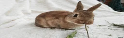 Rex rabbits for sale: Mini rex rabbits, black Vienna marked buck - Advert 7
