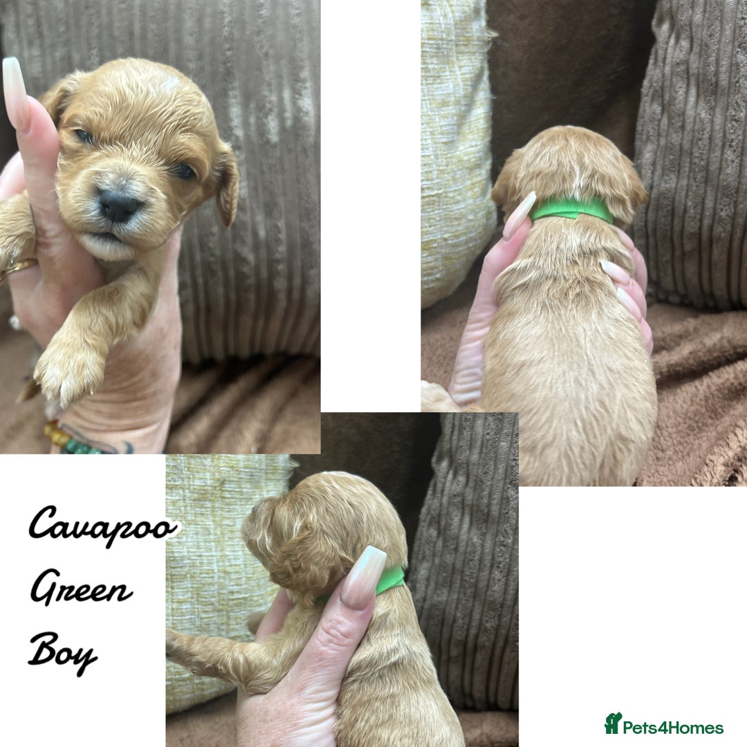 Cavapoo dogs for sale: Beautiful fully DNA tested Cavapoo's  - Image 12