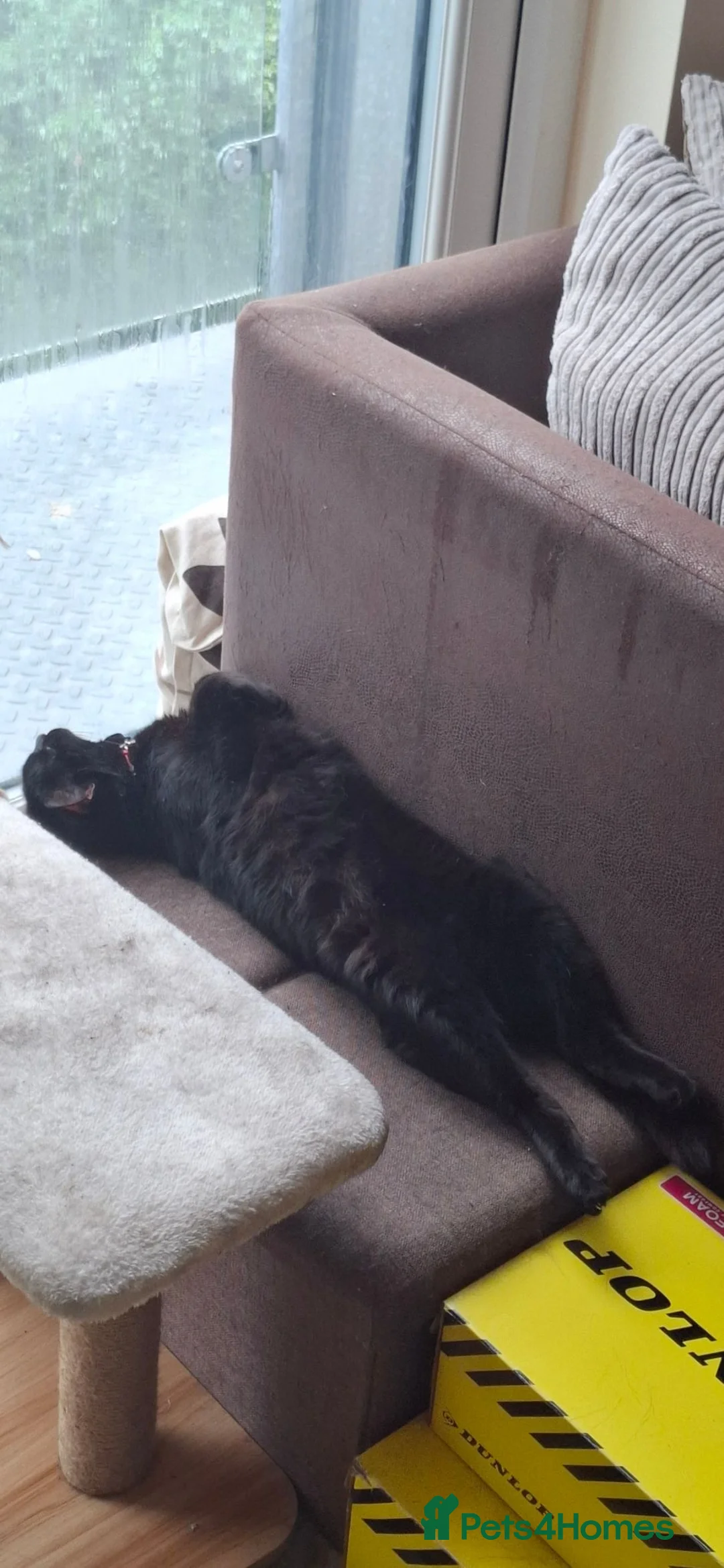 British Shorthair cats for sale: *ADOPTION* Bella British Shorthair - Advert 4